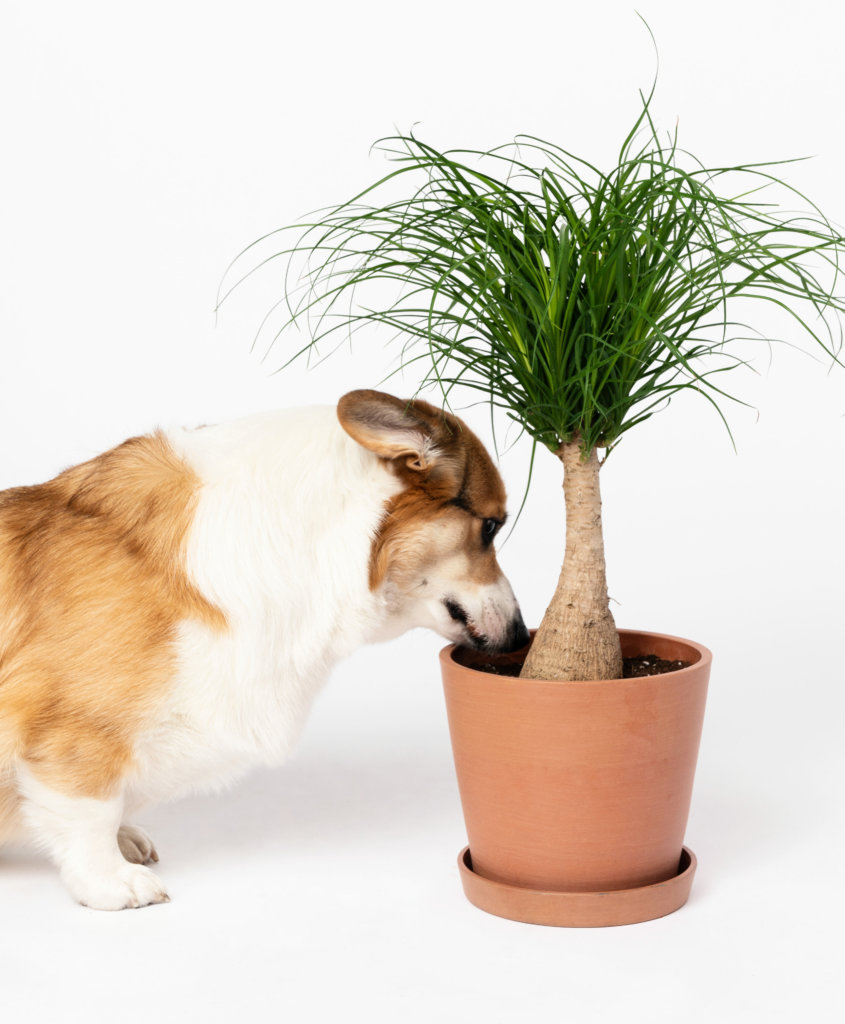 Ponytail Palm: Bloomscape