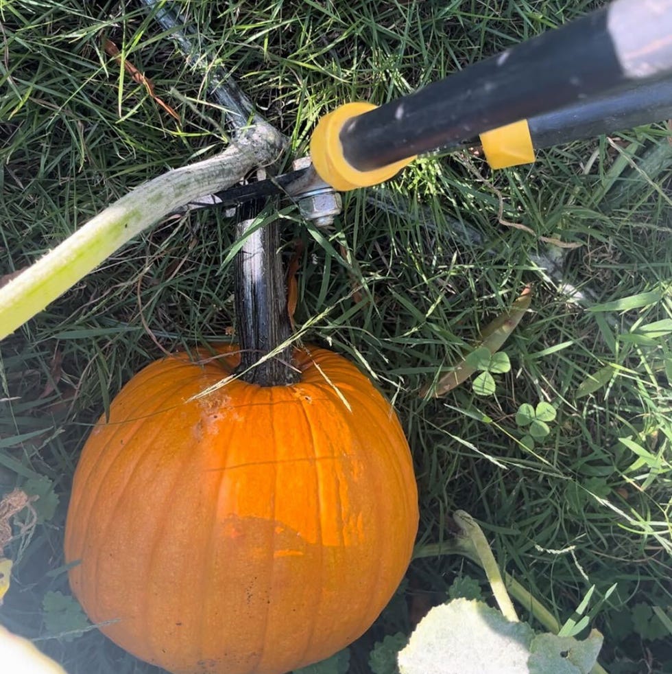 an orange pumpkin sits on green grass