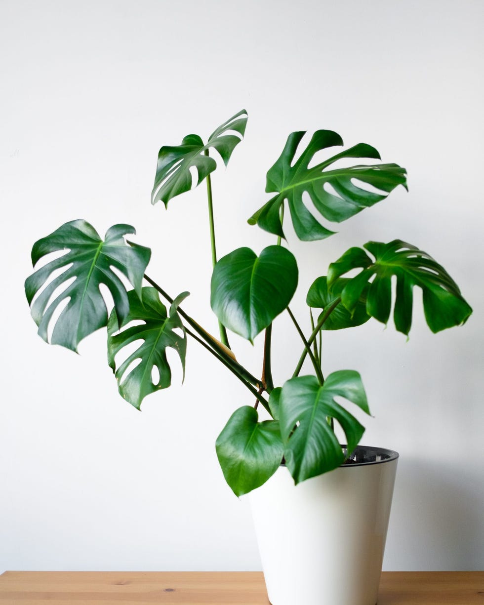 best vining plants monstera