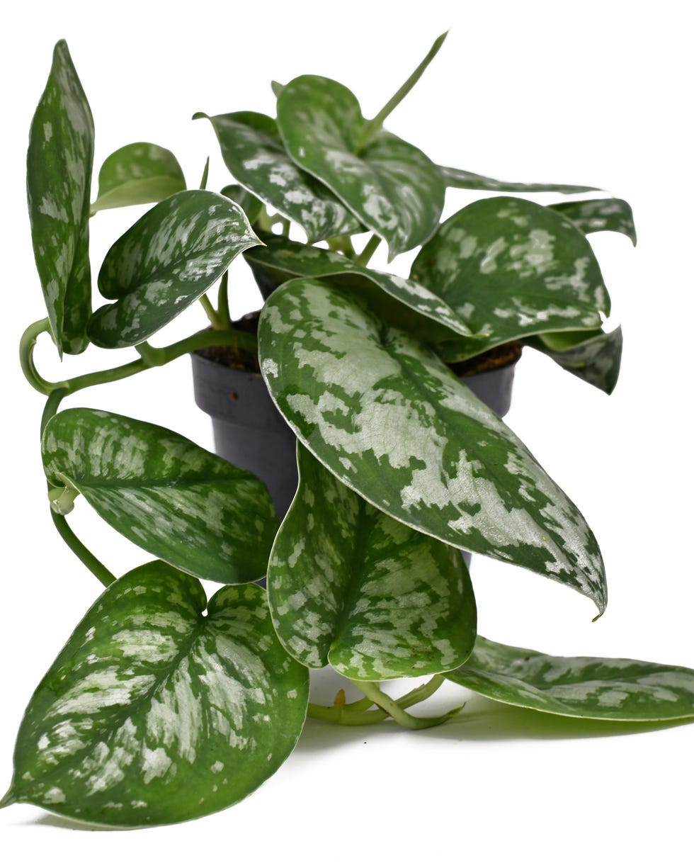 best vining plants satin pothos tropical house plant called 'scindapsus pictus exotica' or 'satin pothos' with velvet texture