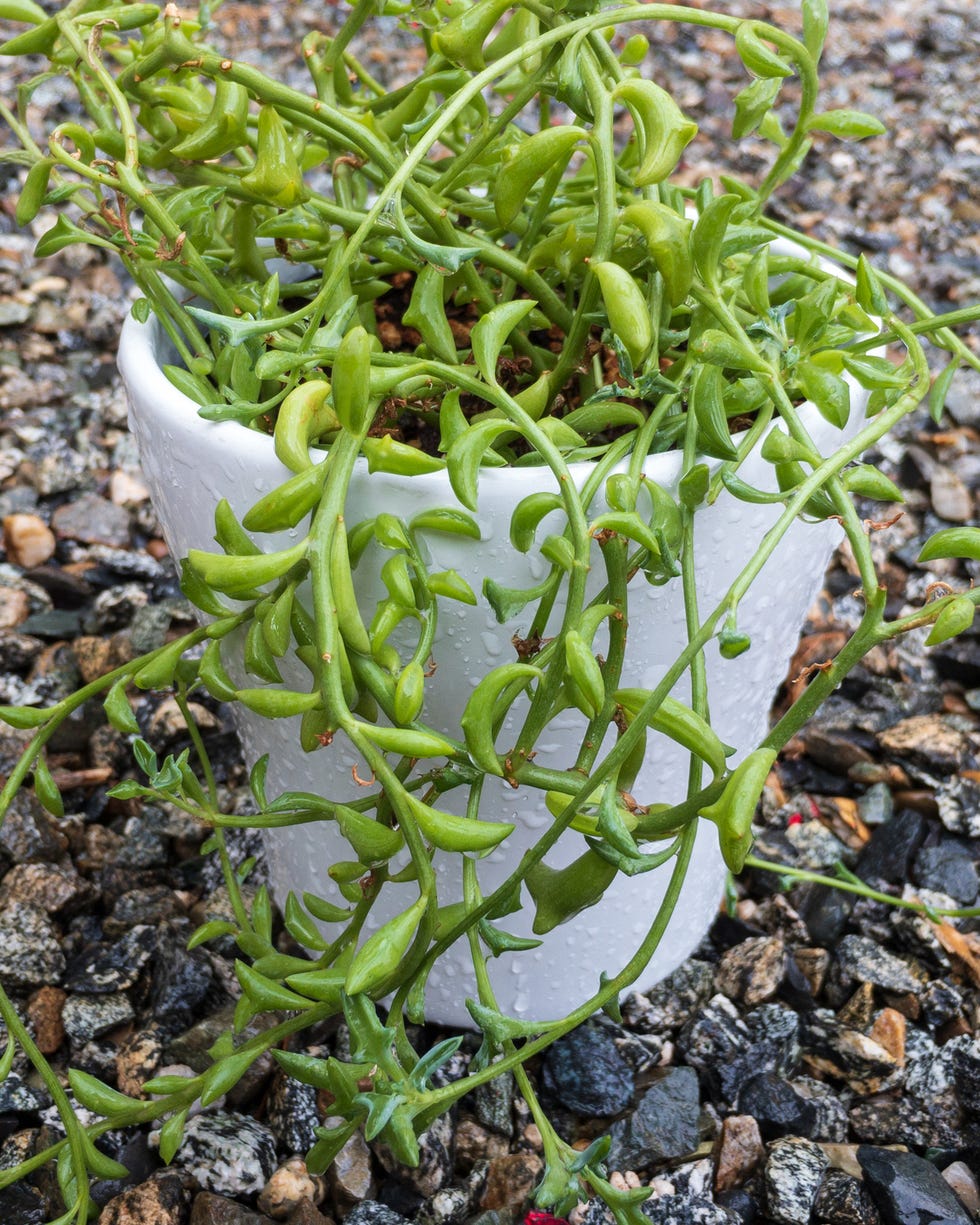 best vining plants string of dolphin senecio peregrinus string of dolphin or dolphin plant in a white pot