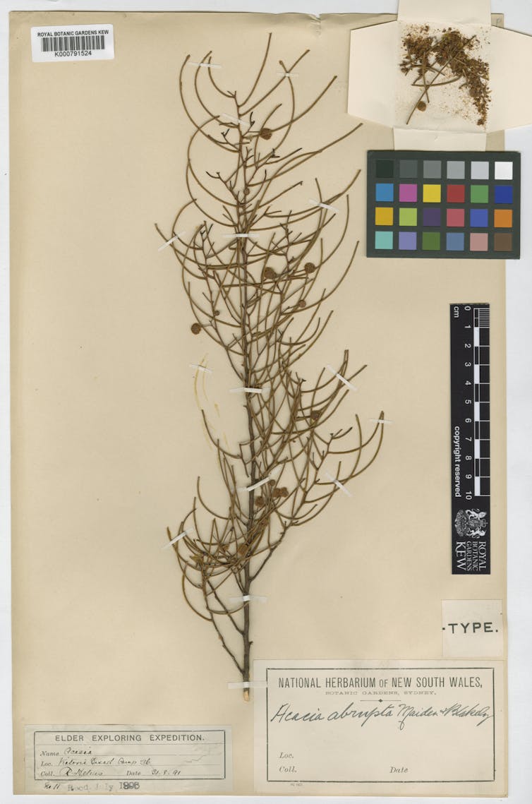 A pressed wattle branch.