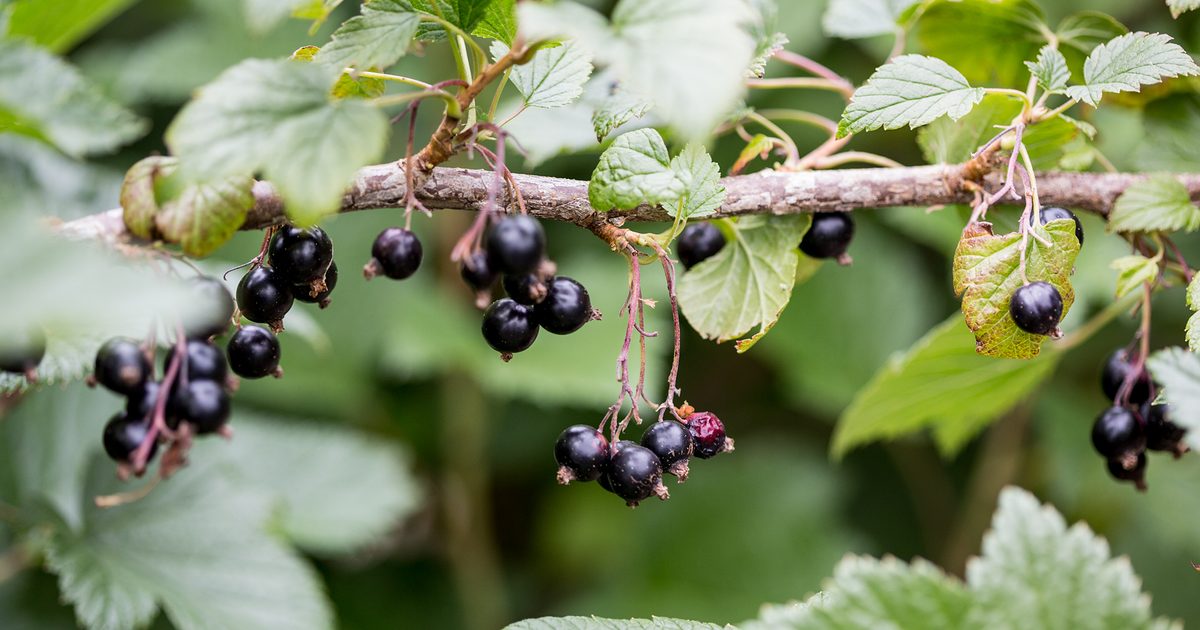 Tips on learn the way to Develop Blackcurrants | BBC Gardeners World Journal