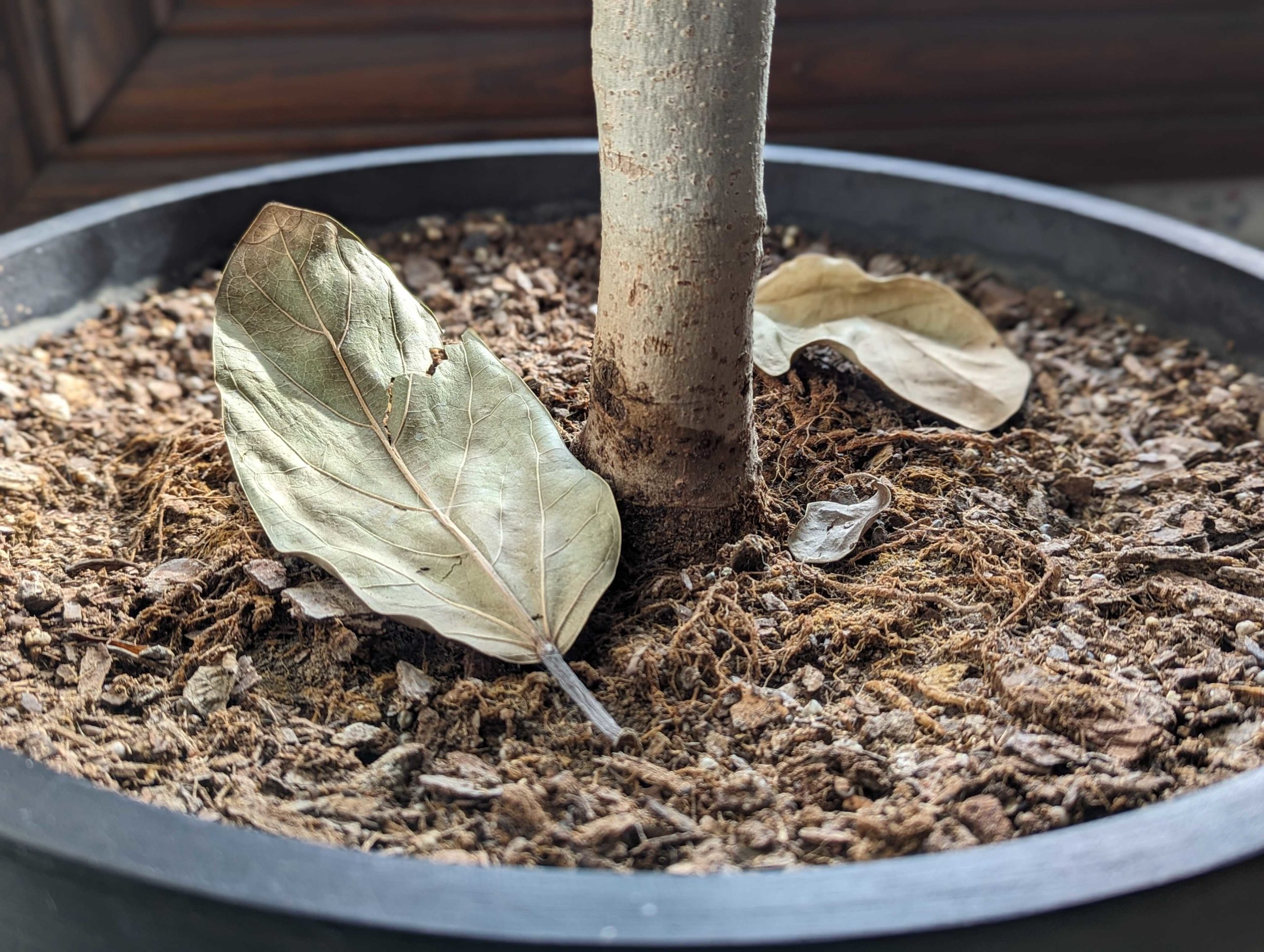 Develop-How® Tip: Why Is My Plant Dropping Leaves?