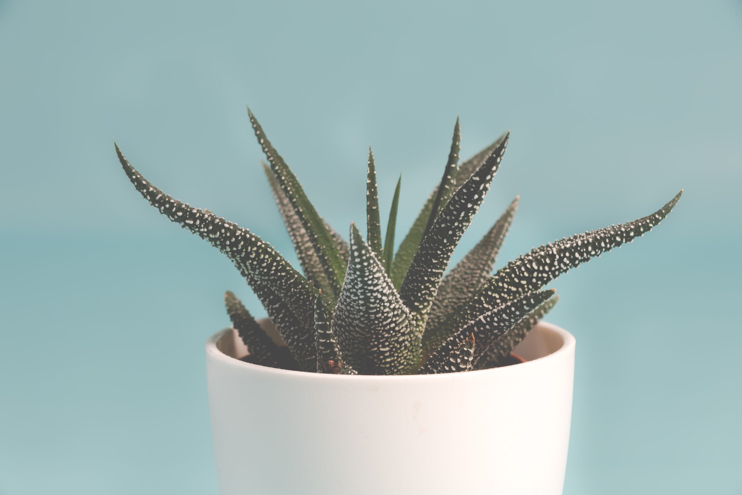 The Great Indoor Vegetation for Individuals with Black Thumbs