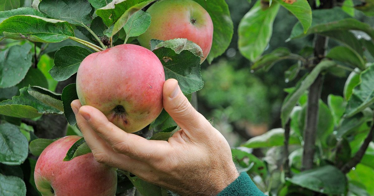 Eight factors it is advisable to check rising apples