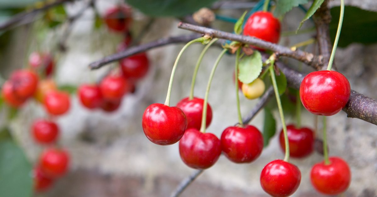 One of many easiest methods to Develop Cherries | BBC Gardeners World Journal