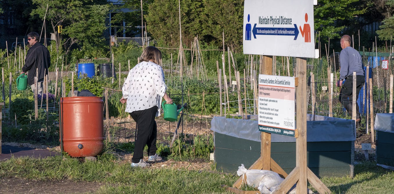 Metropolis vegetable gardens produce extra than merely meals