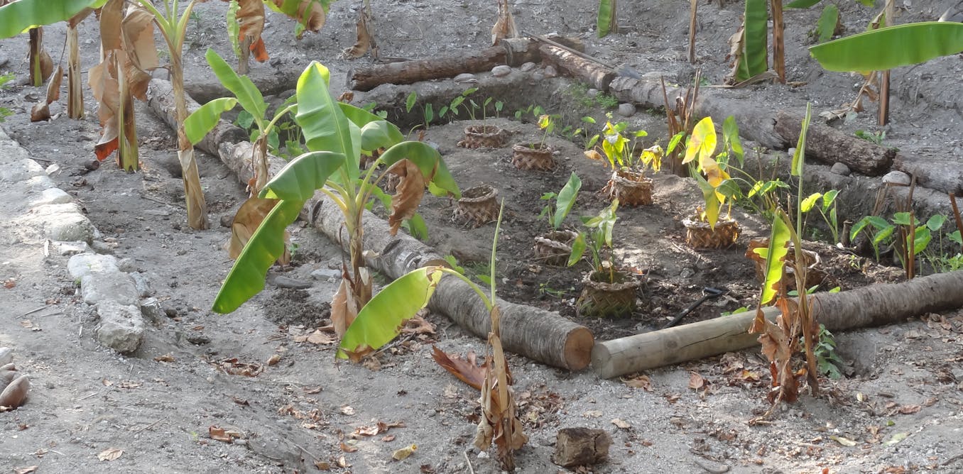 How meals gardens based mostly completely on commonplace apply can enhance properly being contained in the Pacific