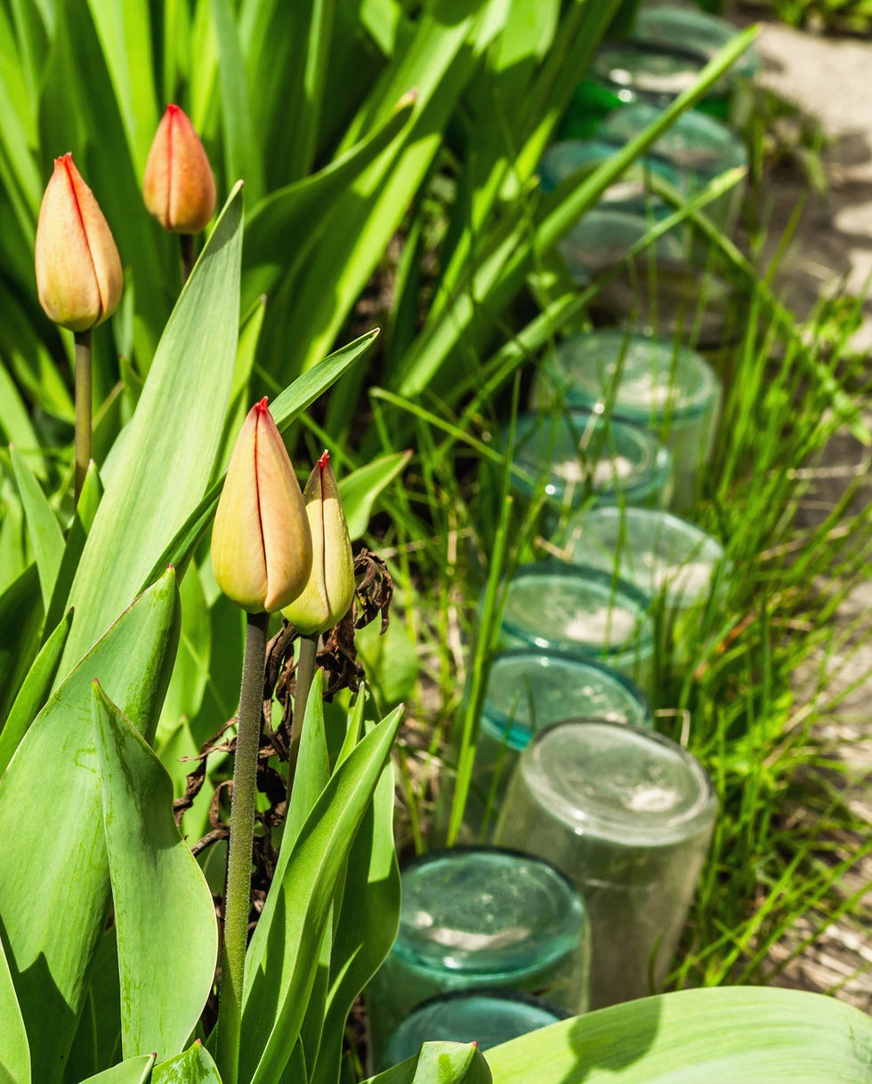 blooming white tulips in the garden spring seasonal of growing plants gardening concept background